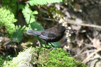 カワガラス 王滝渓谷 2023年4月20日(木)