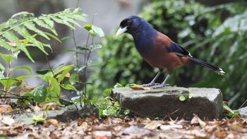 Lidth's Jay Unknown Spots Wed, 4/12/2023