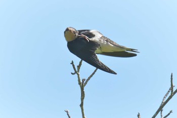 2018年6月2日(土) 三重県上野森林公園の野鳥観察記録