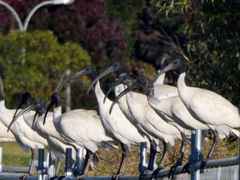 オーストラリアクロトキ Jerrabomberra Wetlands, Fyshwick, ACT, Australia 2023年4月14日(金)