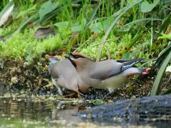 Japanese Waxwing 埼玉県 Mon, 4/10/2023