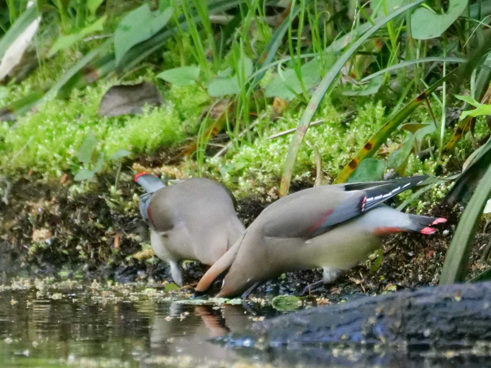 水にズボッといくタイプ。 by little birds