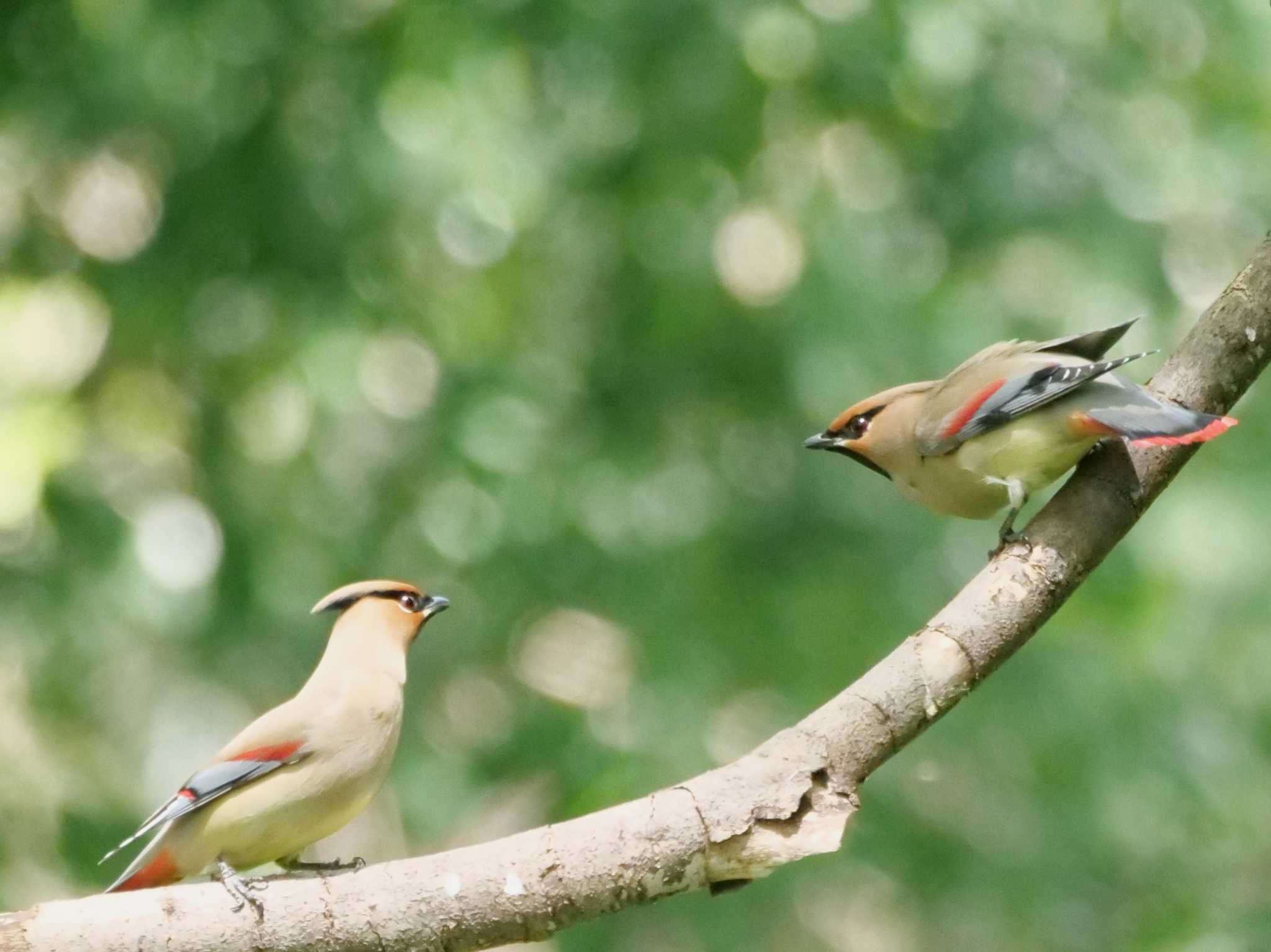 ヒレンジャク3態。　やんのかポーズ。 by little birds