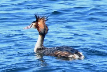 Great Crested Grebe 横浜ベイサイドマリーナ Sun, 4/16/2023