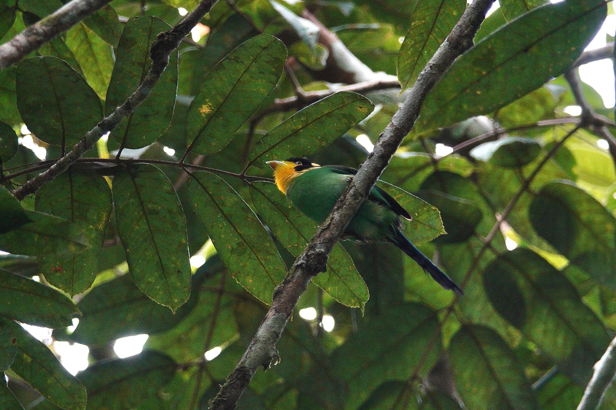 Long-tailed Broadbill