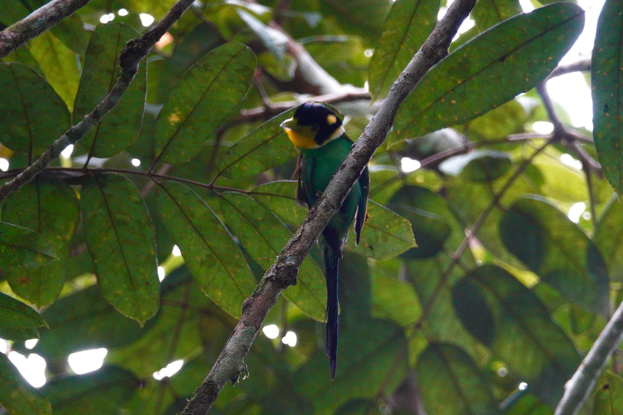 Long-tailed Broadbill