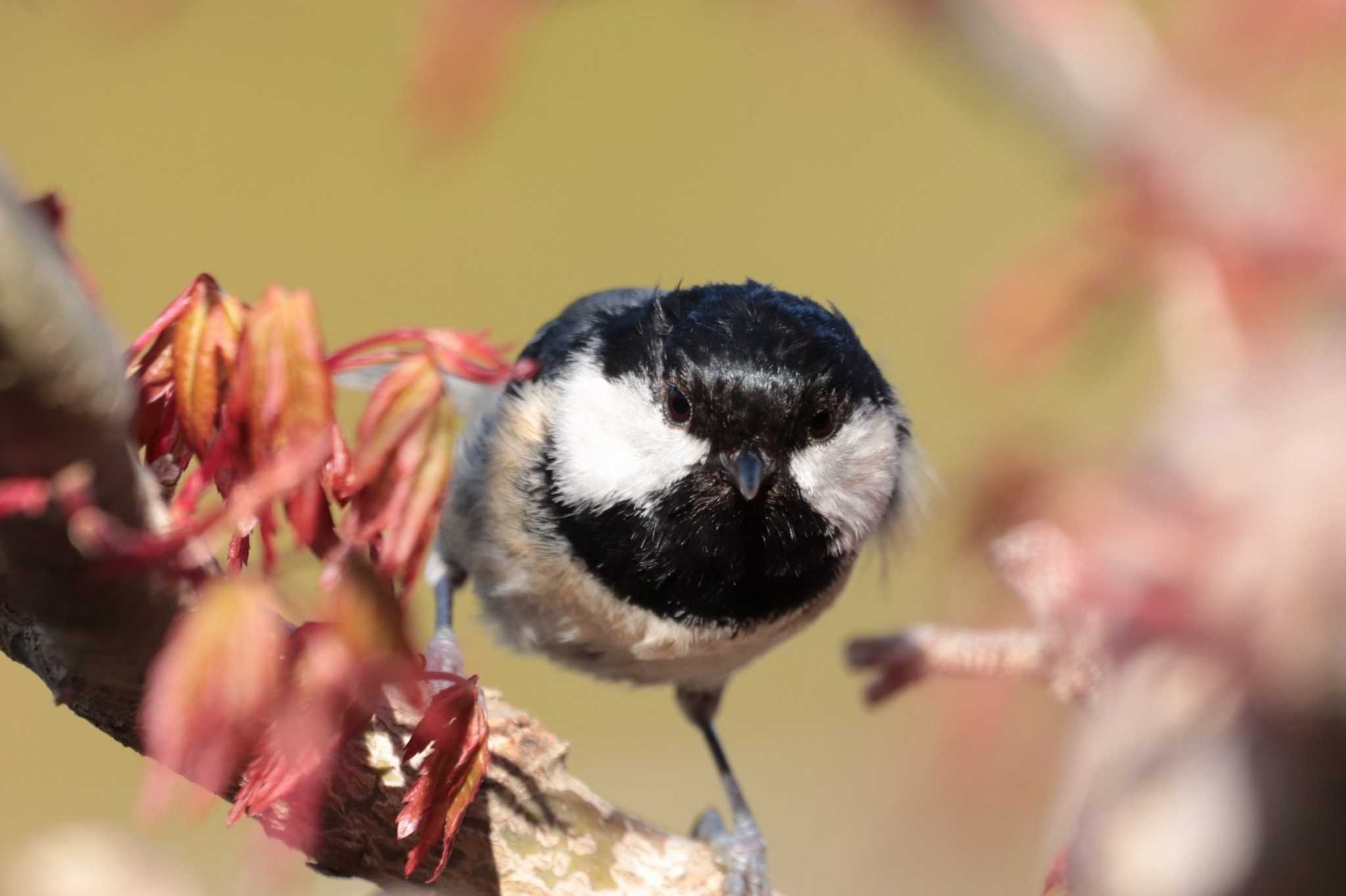 Coal Tit