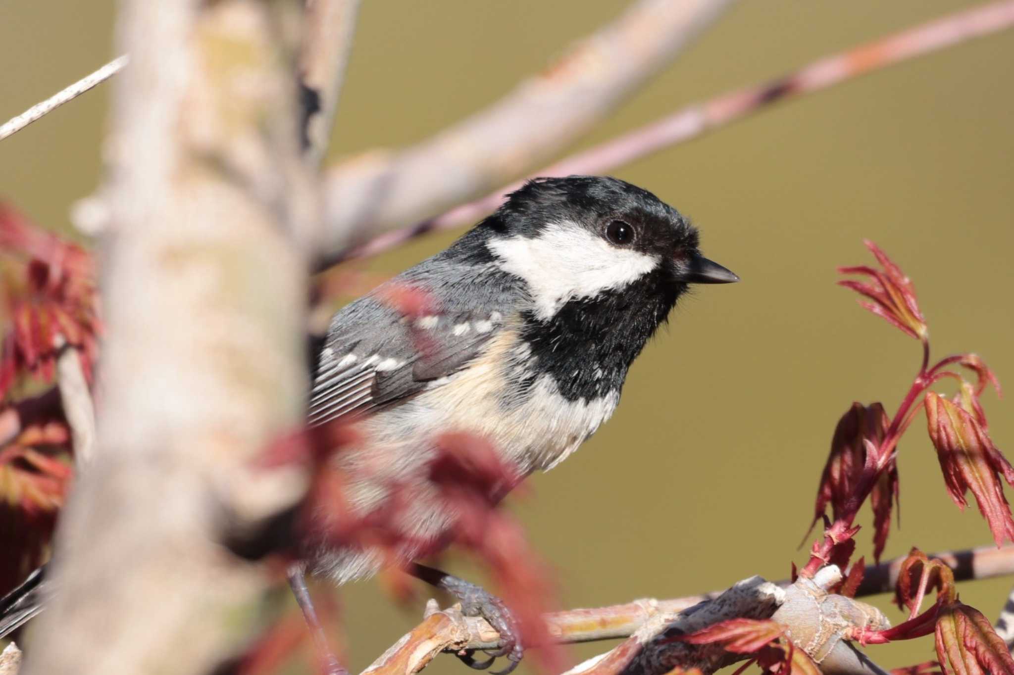 Coal Tit