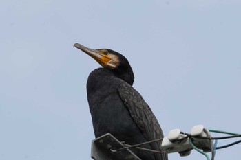 Great Cormorant 倉敷市六間川 Fri, 4/21/2023