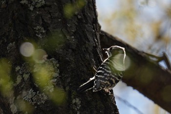 コゲラ 南アルプス邑野鳥公園 2023年4月1日(土)