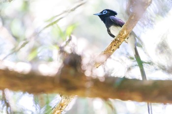 Black Paradise Flycatcher 八王子城跡 Sat, 6/25/2022