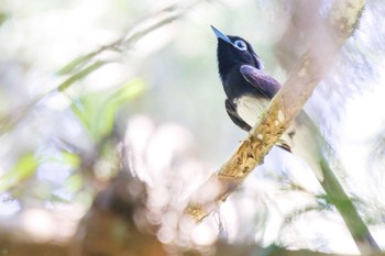 2022年6月25日(土) 八王子城跡の野鳥観察記録