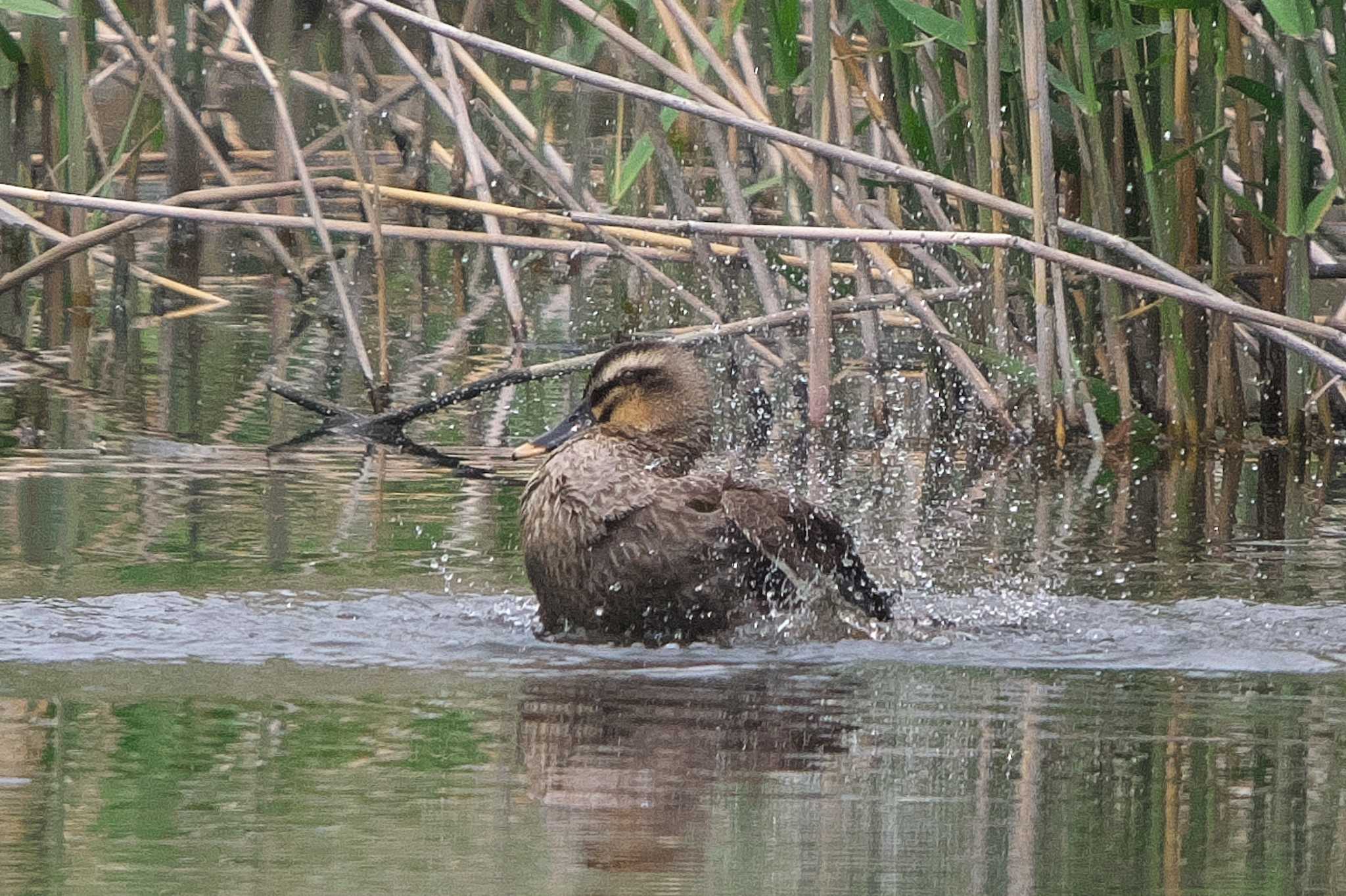 Eastern Spot-billed Duck