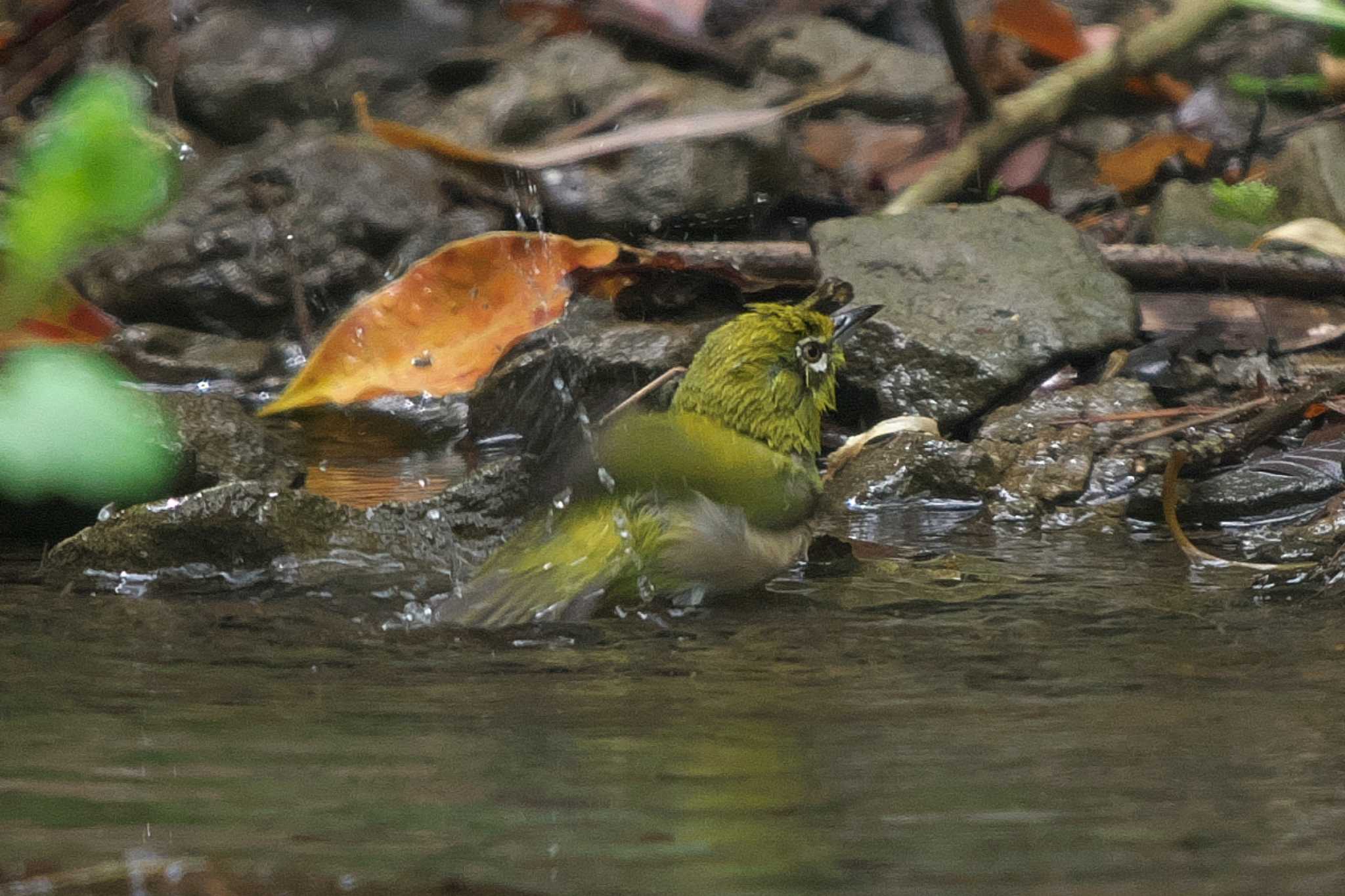 Warbling White-eye