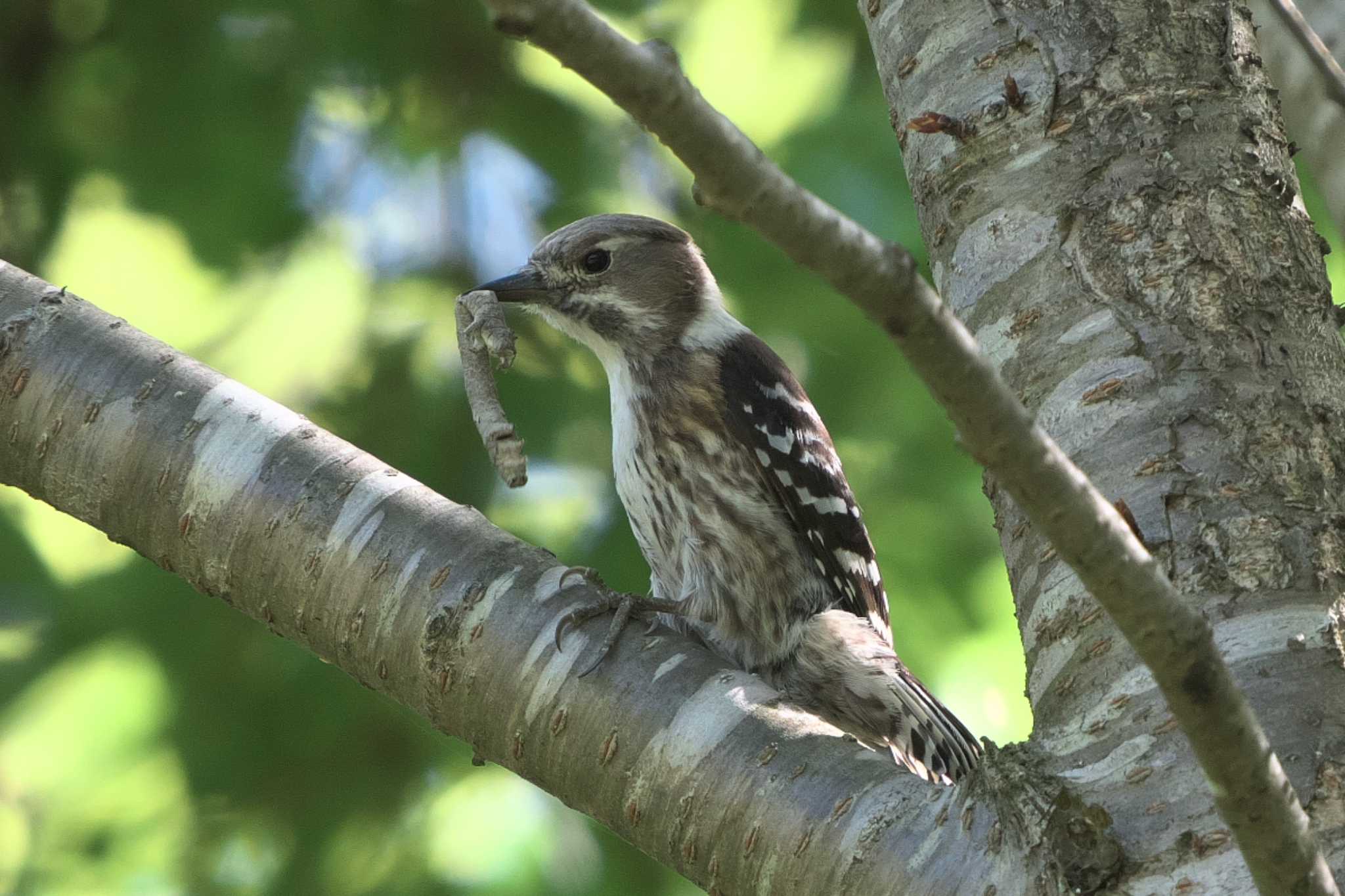 Japanese Pygmy Woodpecker