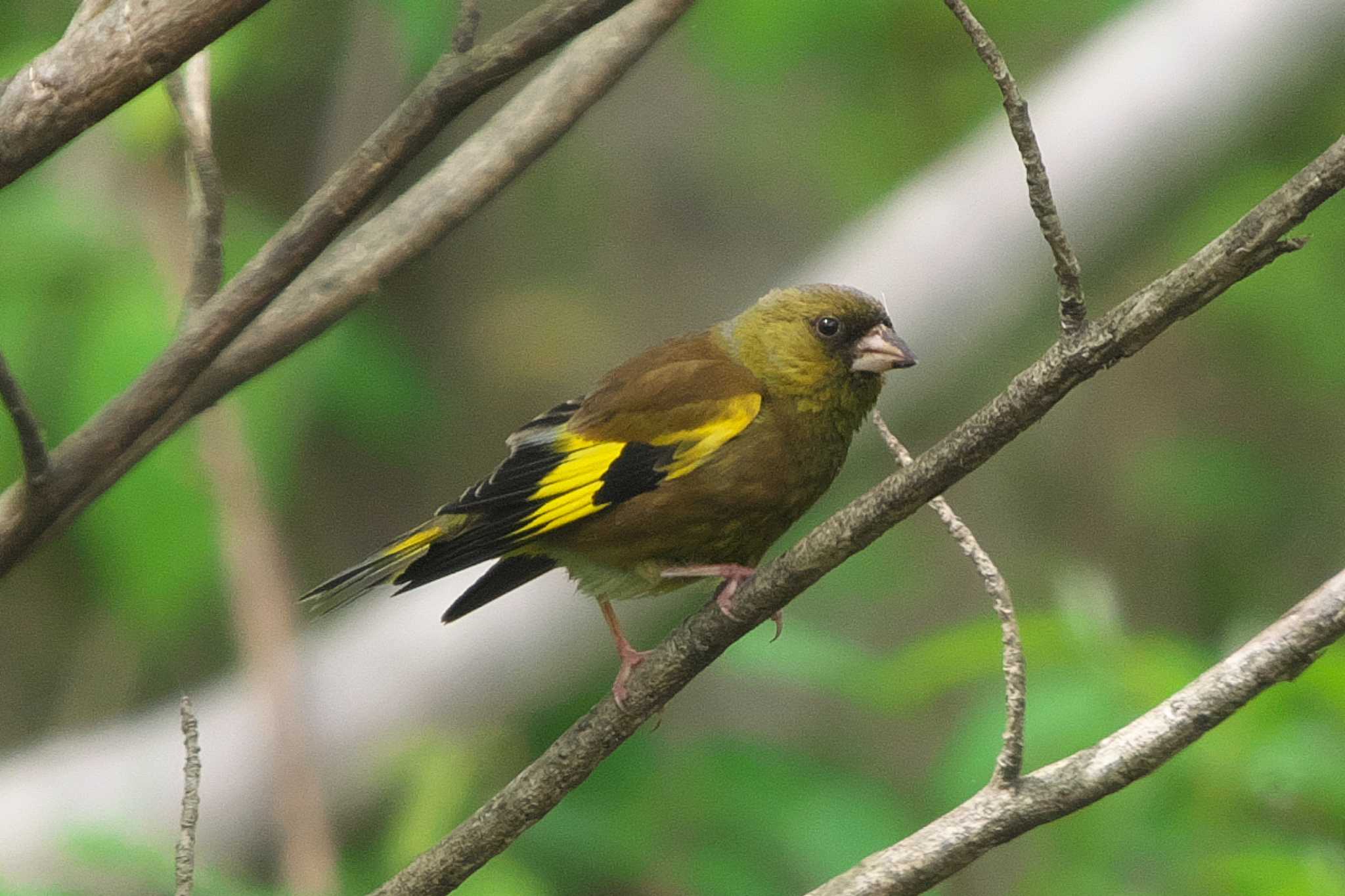 Grey-capped Greenfinch