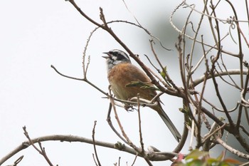 Wed, 4/19/2023 Birding report at 池子の森自然公園