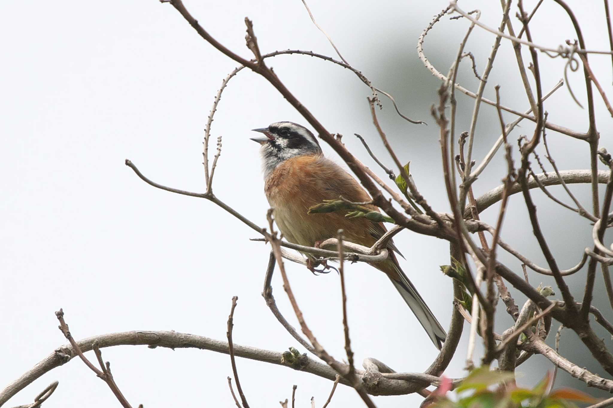 Meadow Bunting