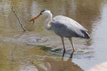 2023年4月20日(木) 鶴舞公園(名古屋)の野鳥観察記録