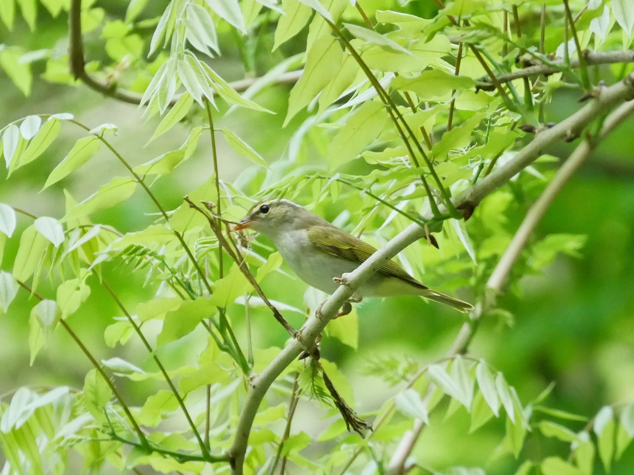 Photo of Eastern Crowned Warbler at Hayatogawa Forest Road by のーべる