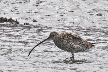 ホウロクシギ 葛西臨海公園 2023年4月2日(日)