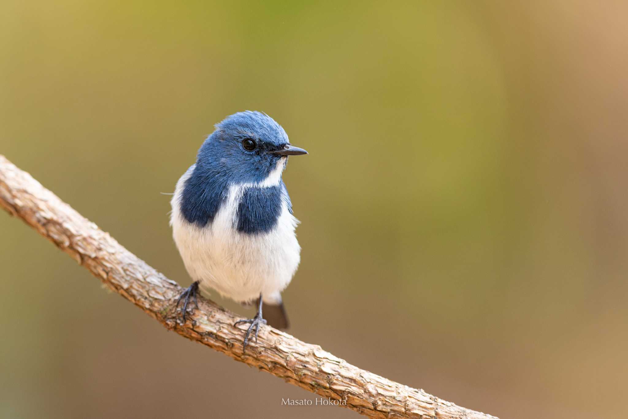 Photo of Ultramarine Flycatcher at Doi Sanju by Trio