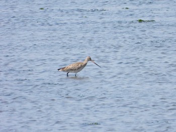 Fri, 4/21/2023 Birding report at Yatsu-higata