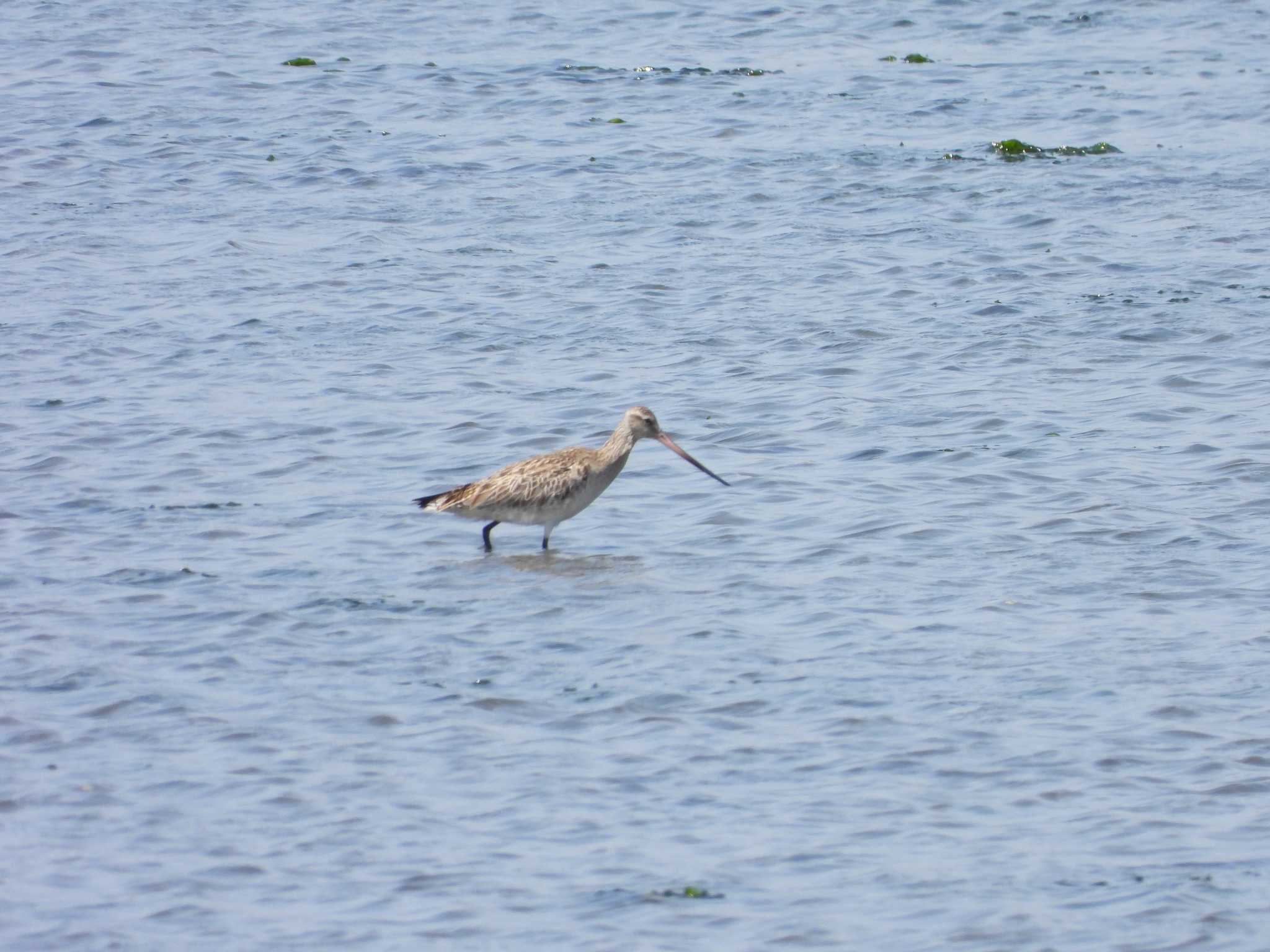 Bar-tailed Godwit