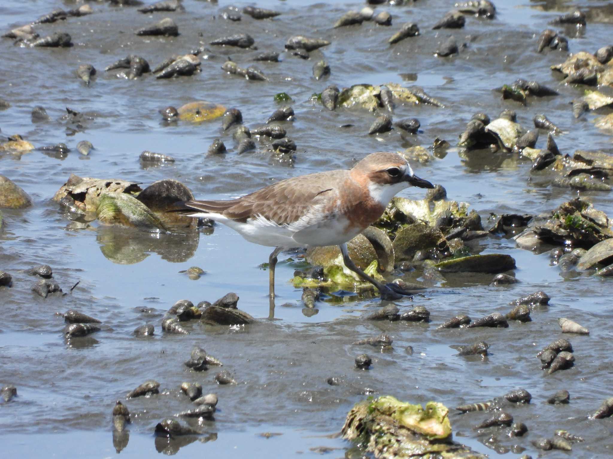 Siberian Sand Plover