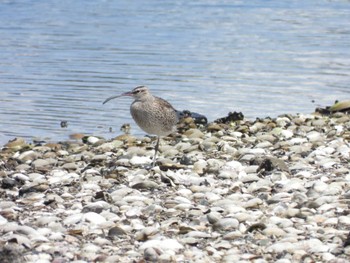 Eurasian Whimbrel Yatsu-higata Fri, 4/21/2023