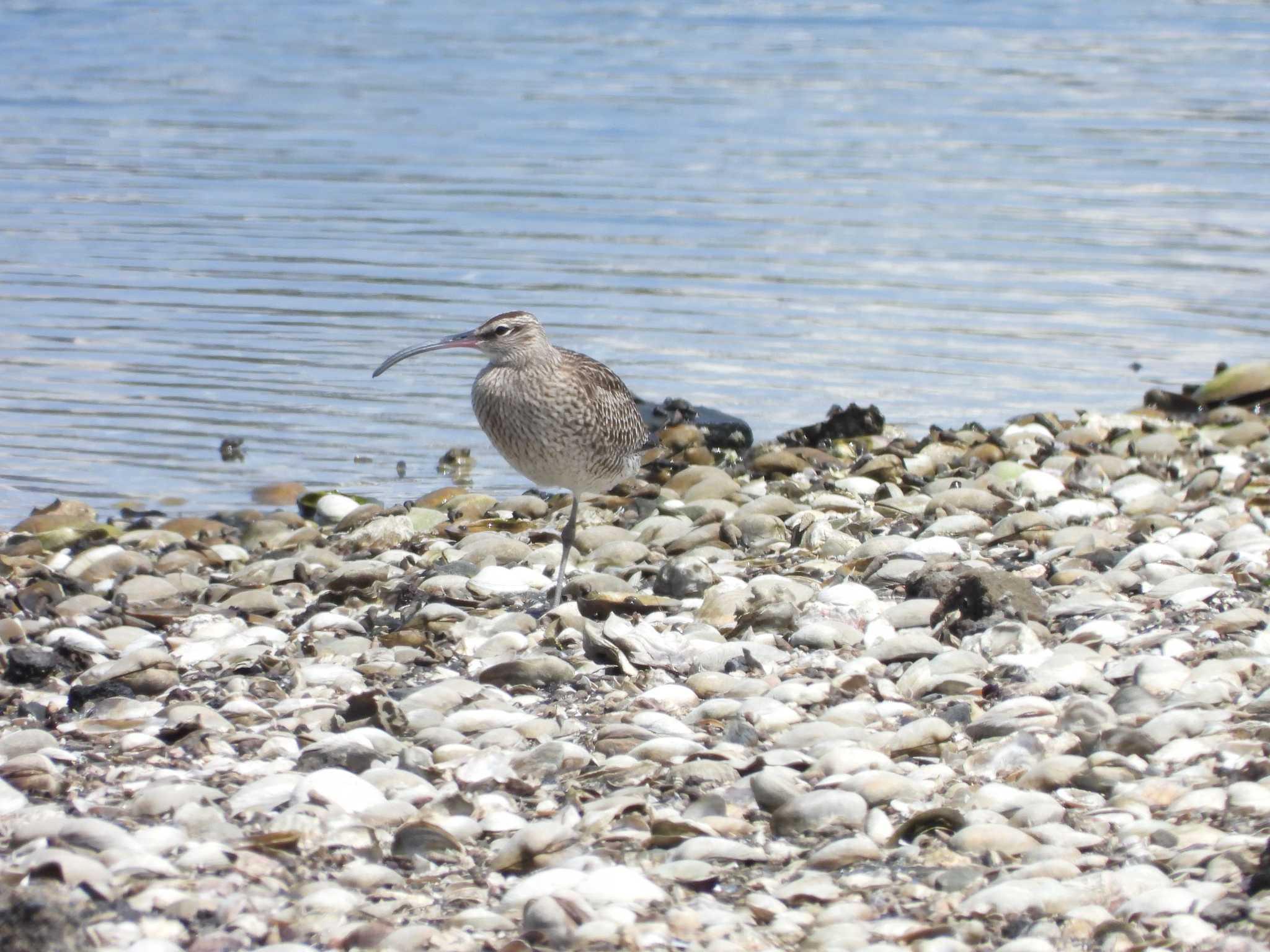 Eurasian Whimbrel