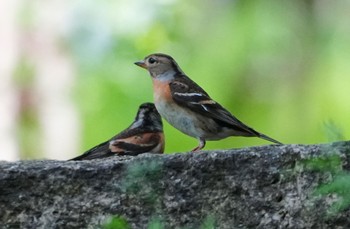 2023年4月21日(金) 大阪城公園の野鳥観察記録