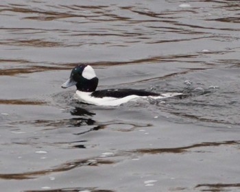 Bufflehead 一ノ宮公園 Sat, 1/14/2023