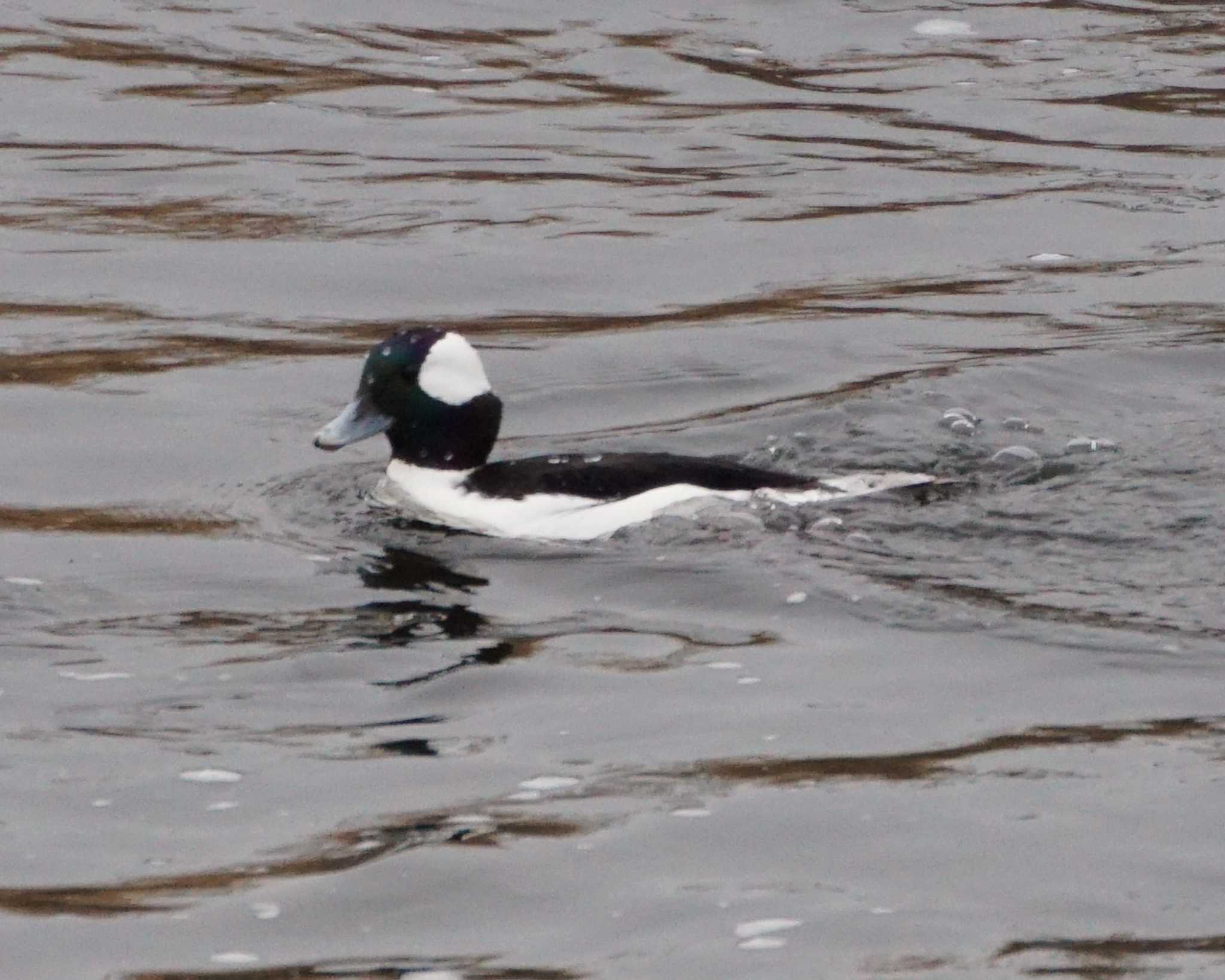 Photo of Bufflehead at 一ノ宮公園 by たねもみちゃん