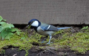 Japanese Tit 多摩川台公園 Tue, 3/21/2023