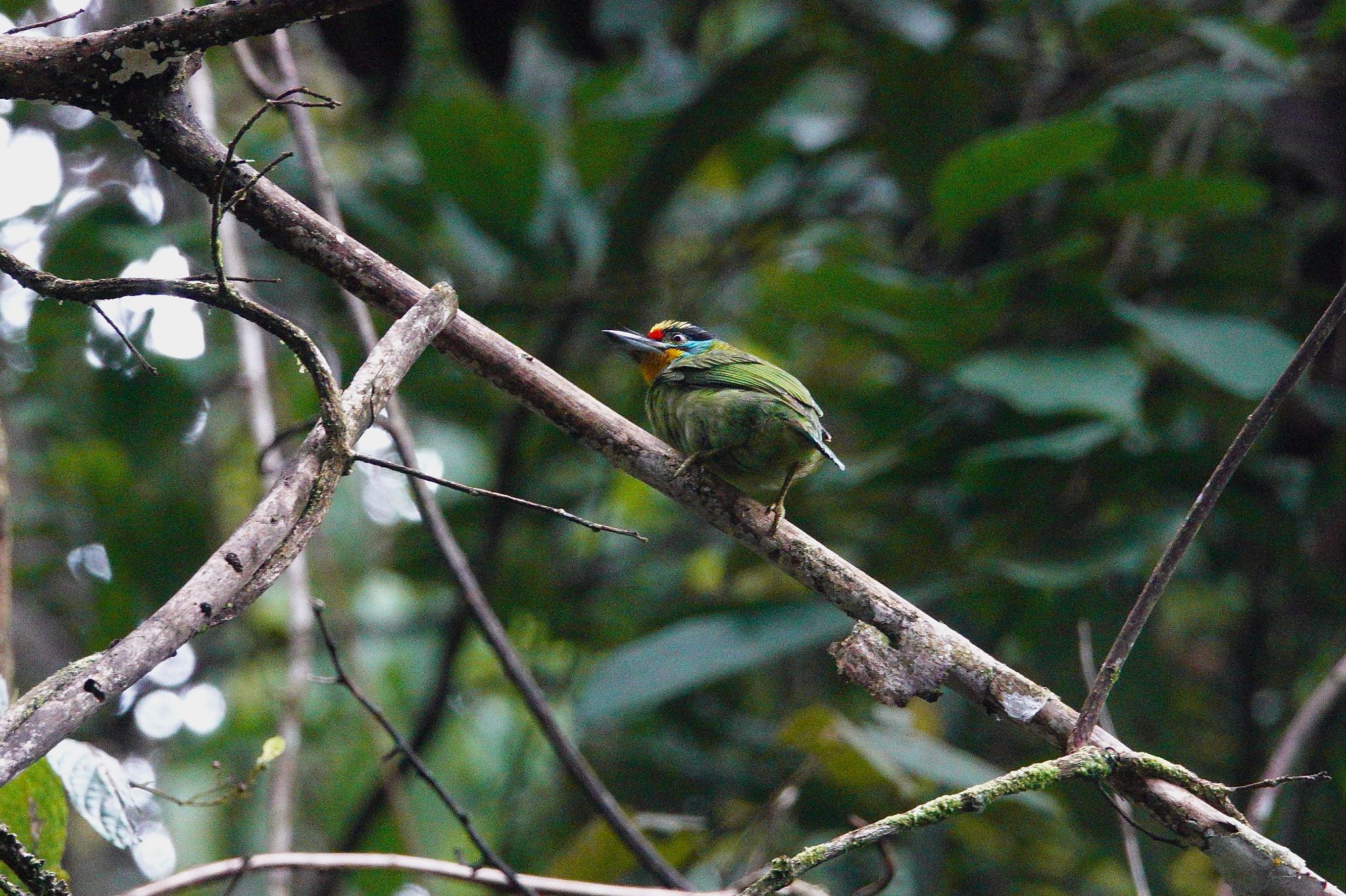 Black-browed Barbet