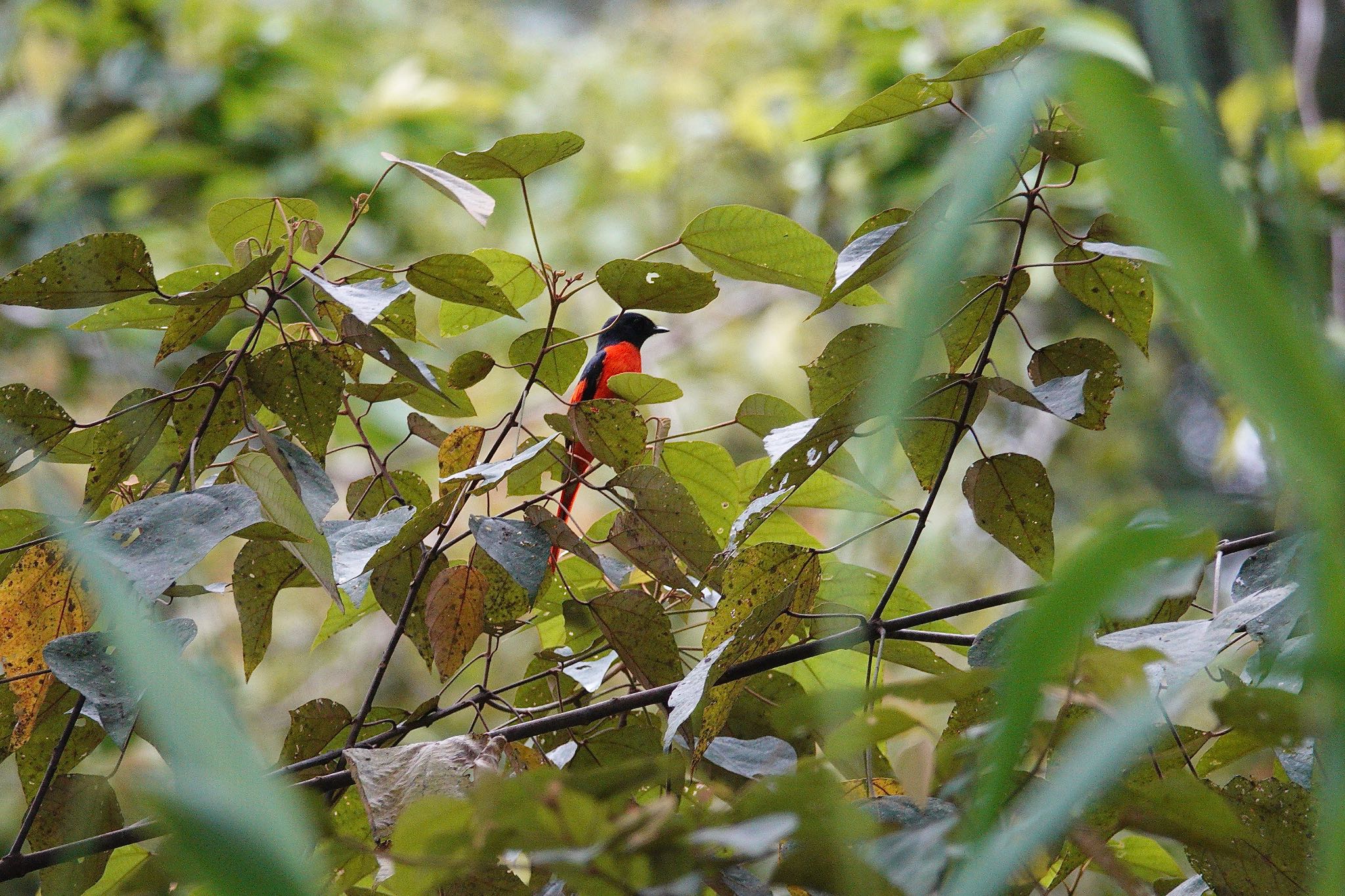 Grey-chinned Minivet