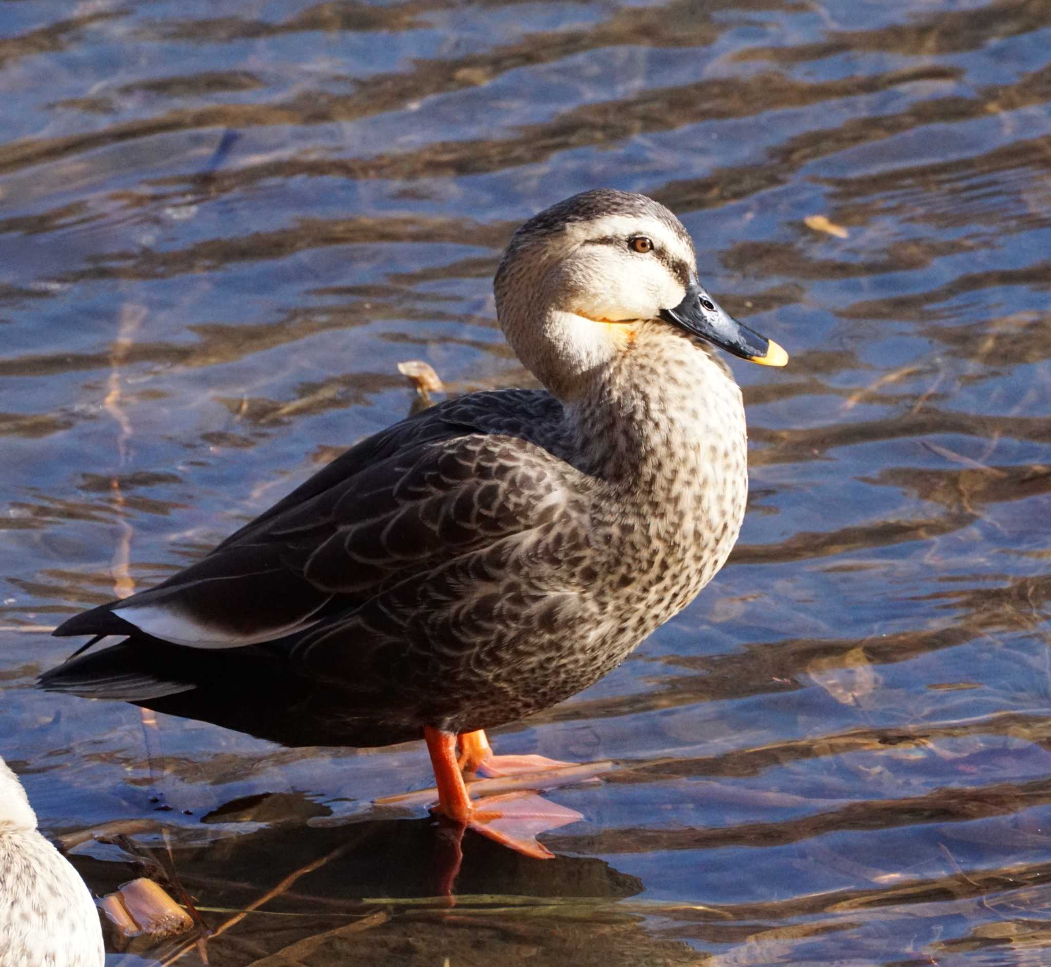 三ツ池公園(横浜市鶴見区) カルガモの写真 by たねもみちゃん