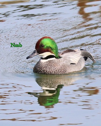 Falcated Duck Unknown Spots Unknown Date