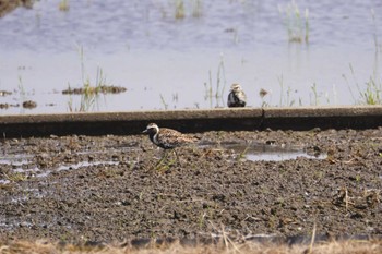 Fri, 4/21/2023 Birding report at 龍ヶ崎市