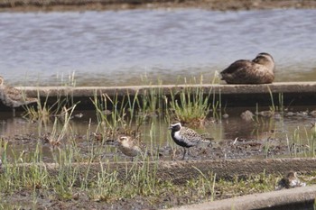 Pacific Golden Plover 龍ヶ崎市 Fri, 4/21/2023