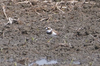 Little Ringed Plover 龍ヶ崎市 Fri, 4/21/2023