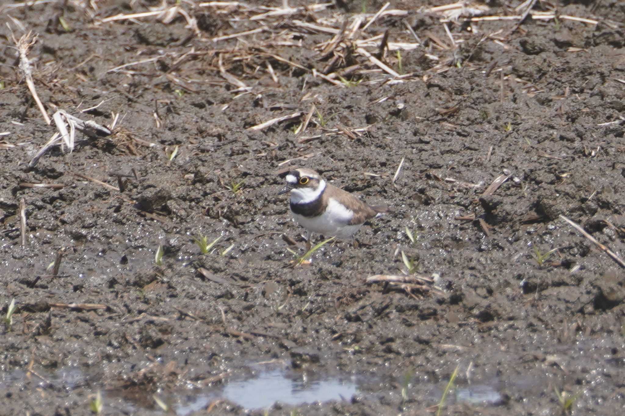 Photo of Little Ringed Plover at 龍ヶ崎市 by ぱ〜る