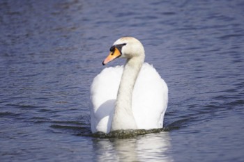 コブハクチョウ 牛久沼水辺公園 2023年4月21日(金)