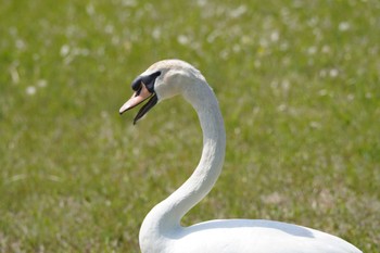 コブハクチョウ 牛久沼水辺公園 2023年4月21日(金)