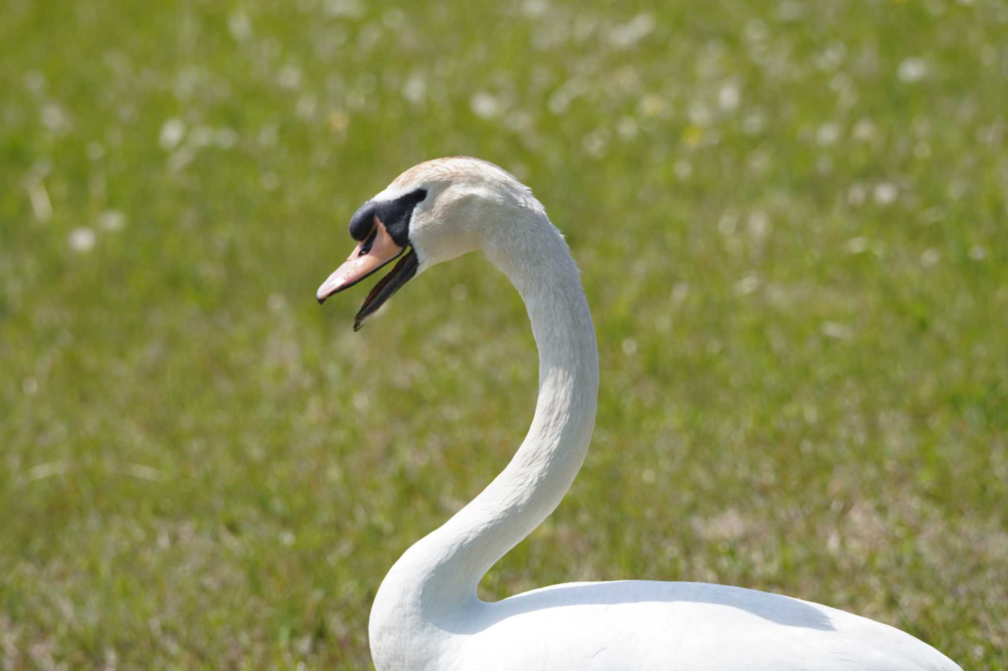 Photo of Mute Swan at 牛久沼水辺公園 by ぱ〜る