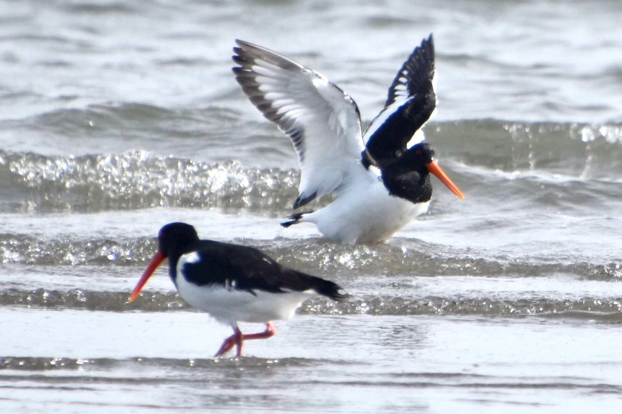 ふなばし三番瀬海浜公園 ミヤコドリの写真 by 遼太