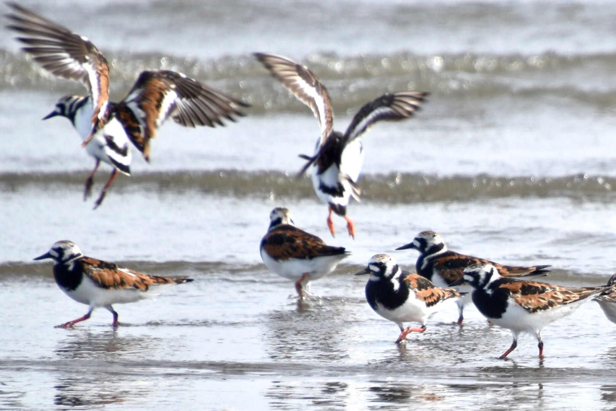 ふなばし三番瀬海浜公園 キョウジョシギの写真 by 遼太