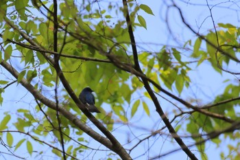 Blue-and-white Flycatcher 近所 Fri, 4/21/2023