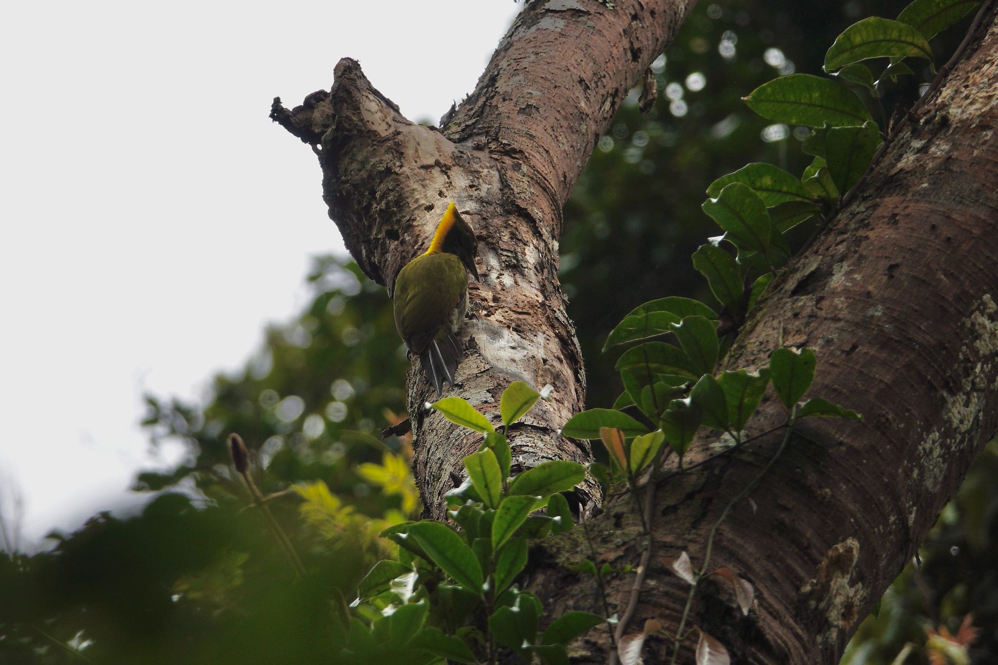 Greater Yellownape